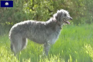 Read more about the article Deerhound breeders and puppies in Kentucky