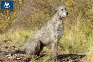 Read more about the article Deerhound breeders and puppies in Louisiana