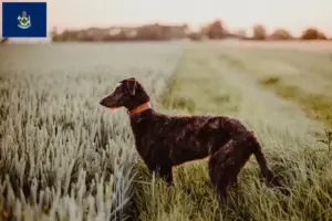 Read more about the article Deerhound breeders and puppies in Maine