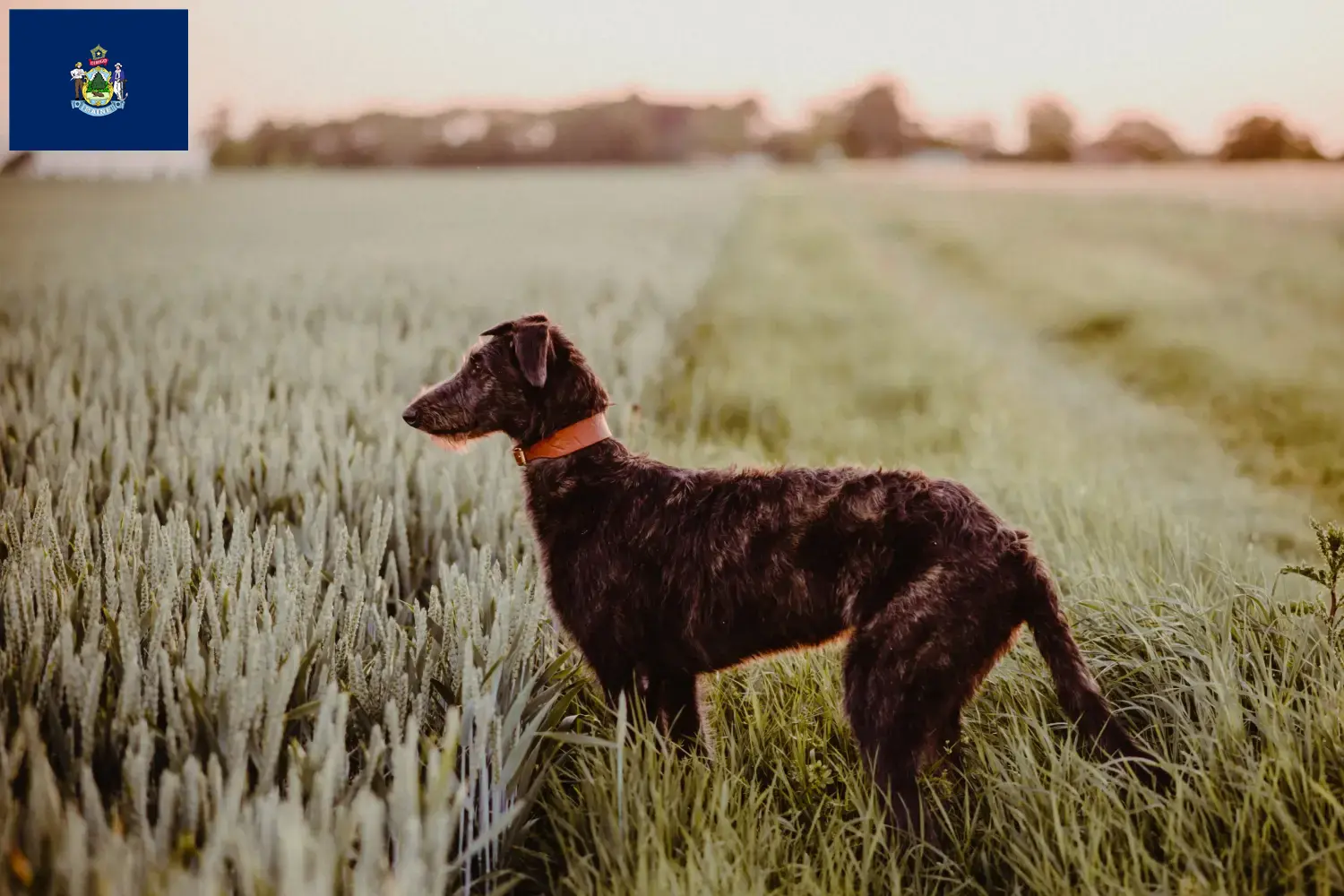 Deerhound puppies and breeders Maine Find Deerhounds breeders in Maine.