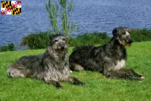 Read more about the article Deerhound breeders and puppies in Maryland