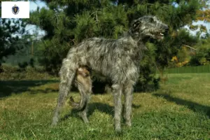 Read more about the article Deerhound breeders and puppies in Massachusetts
