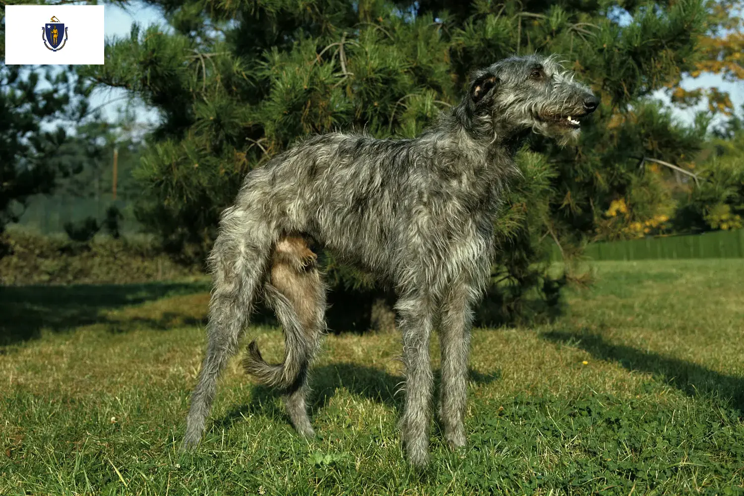 Deerhound puppies and breeders Massachusetts Find Deerhounds breeders in Massachusetts.