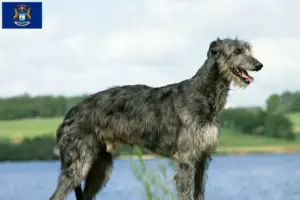 Read more about the article Deerhound breeders and puppies in Michigan