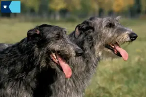 Read more about the article Deerhound breeders and puppies in Minnesota