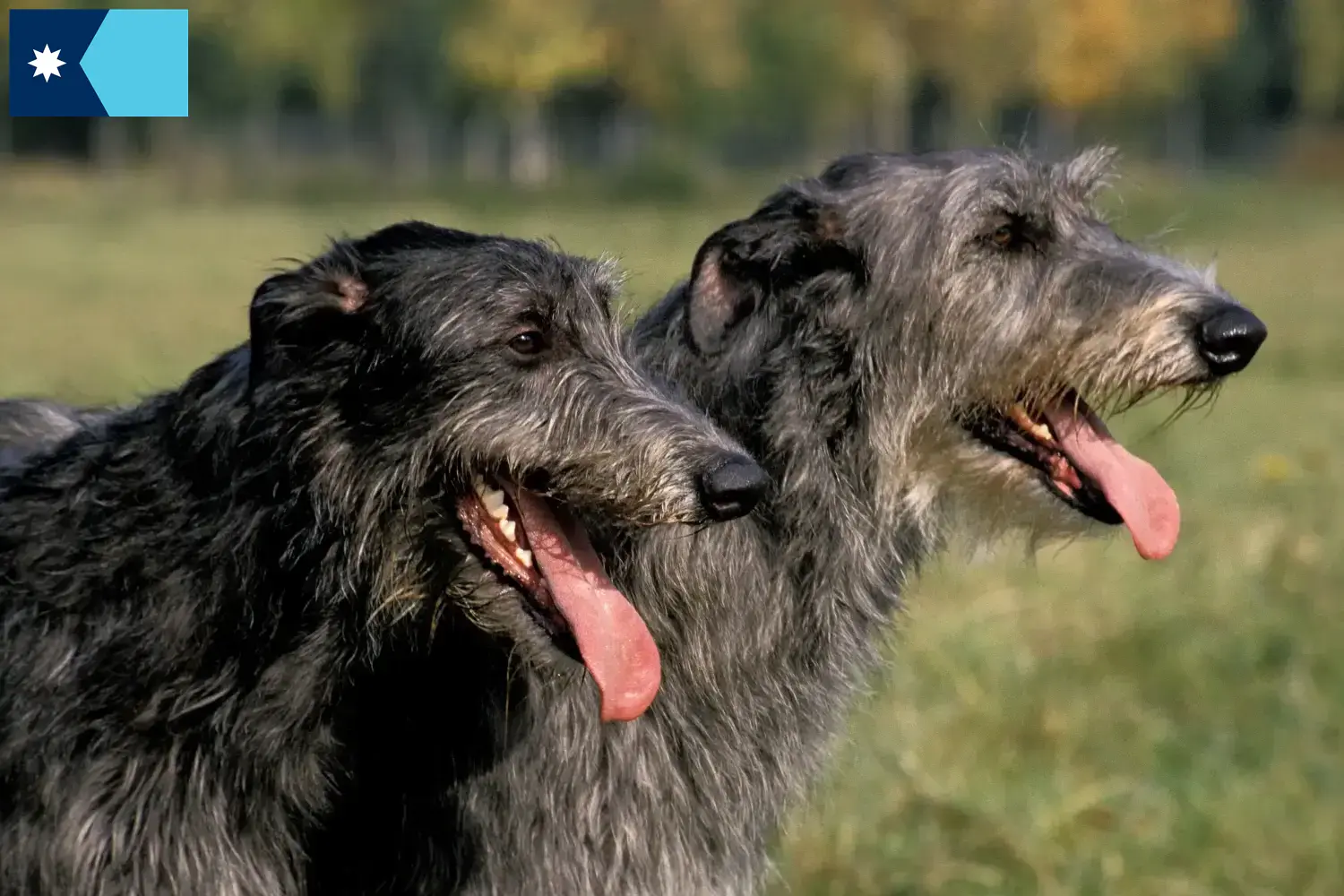 Deerhound puppies and breeders Minnesota Find Deerhounds breeders in Minnesota.