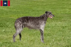 Read more about the article Deerhound breeders and puppies in Mississippi