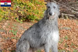 Read more about the article Deerhound breeders and puppies in Missouri