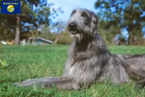 Read more about the article Deerhound breeders and puppies in Montana
