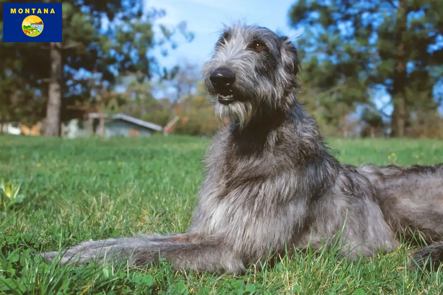 Deerhound puppies and breeders Montana Find Deerhounds breeders in Montana.