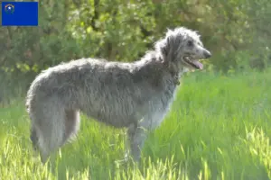 Read more about the article Deerhound breeders and puppies in Nevada