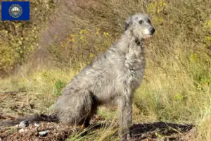 Read more about the article Deerhound breeders and puppies in New Hampshire