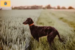 Read more about the article Deerhound breeders and puppies in New Jersey