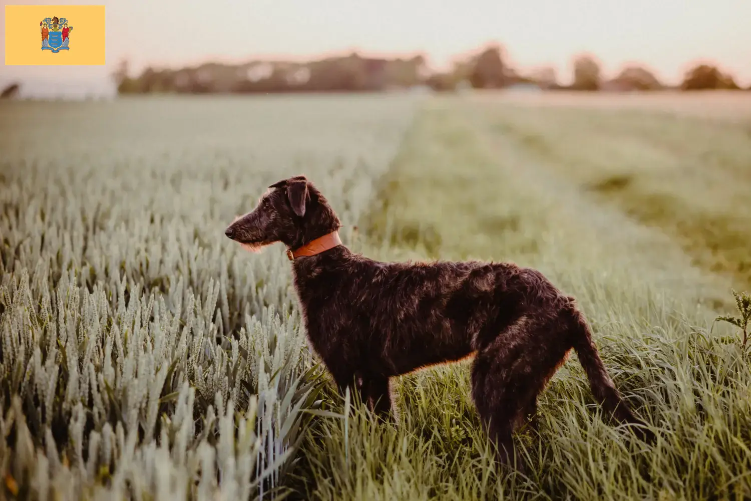 Read more about the article Deerhound breeders and puppies in New Jersey