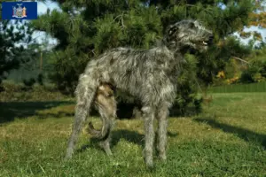 Read more about the article Deerhound breeders and puppies in New York