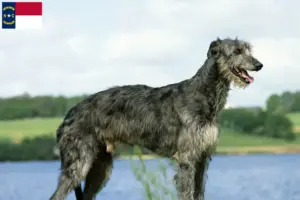 Read more about the article Deerhound breeders and puppies in North Carolina