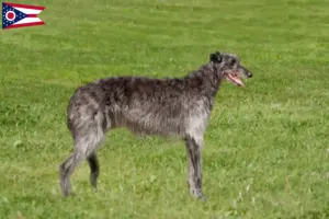 Read more about the article Deerhound breeders and puppies in Ohio
