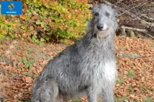 Read more about the article Deerhound breeders and puppies in Oklahoma