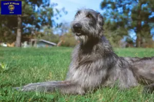 Read more about the article Deerhound breeders and puppies in Oregon