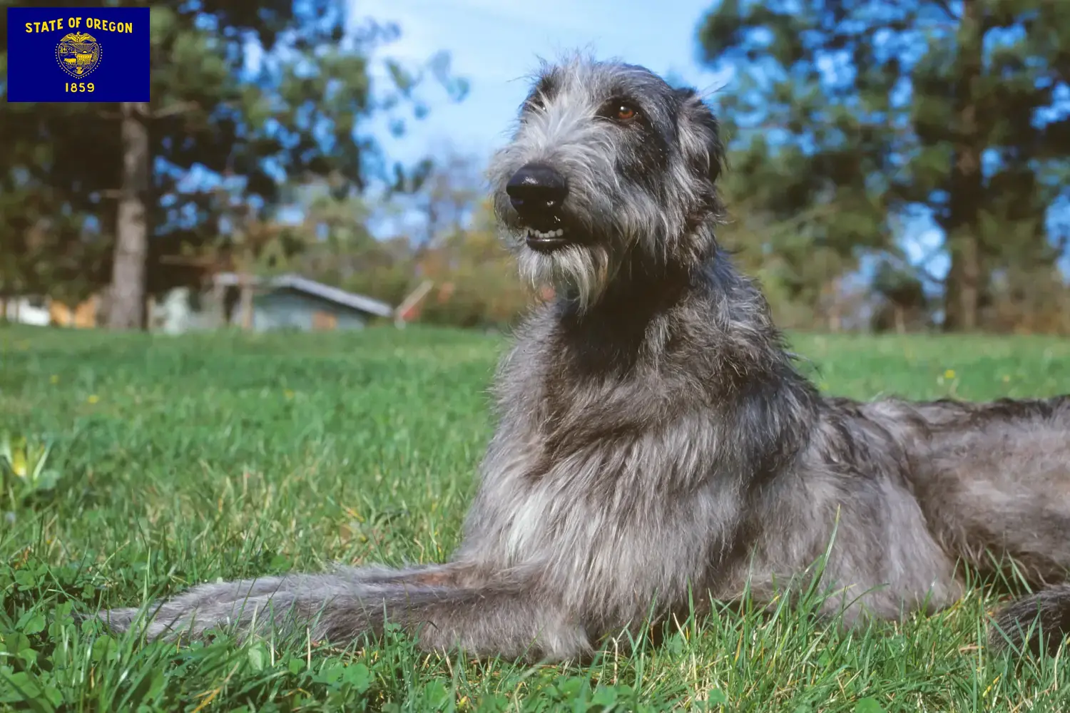 Deerhound puppies and breeders Oregon Find Deerhounds breeders in Oregon.