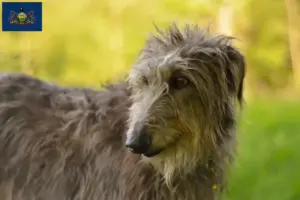 Read more about the article Deerhound breeders and puppies in Pennsylvania