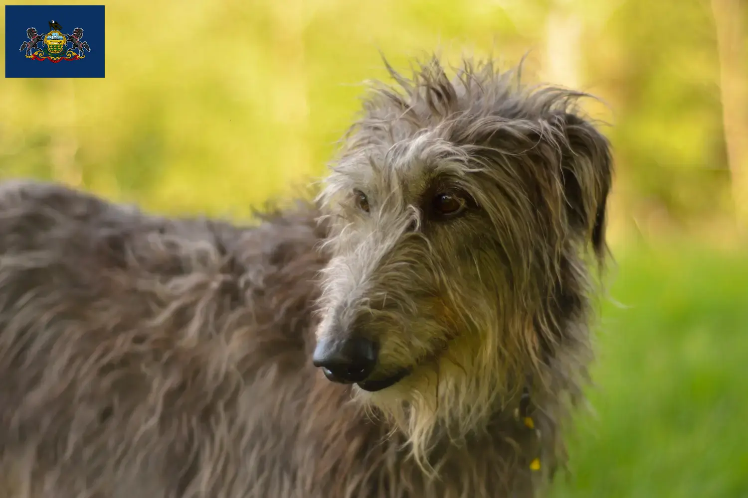 Deerhound puppies and breeders Pennsylvania Find Deerhounds breeders in Pennsylvania.