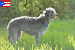 Read more about the article Deerhound breeders and puppies in Puerto Rico