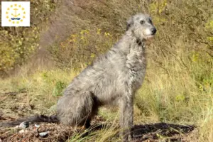Read more about the article Deerhound breeders and puppies in Rhode Island