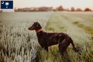 Read more about the article Deerhound breeders and puppies in South Carolina