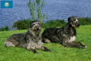 Read more about the article Deerhound breeders and puppies in South Dakota