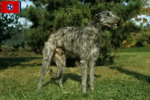 Read more about the article Deerhound breeders and puppies in Tennessee
