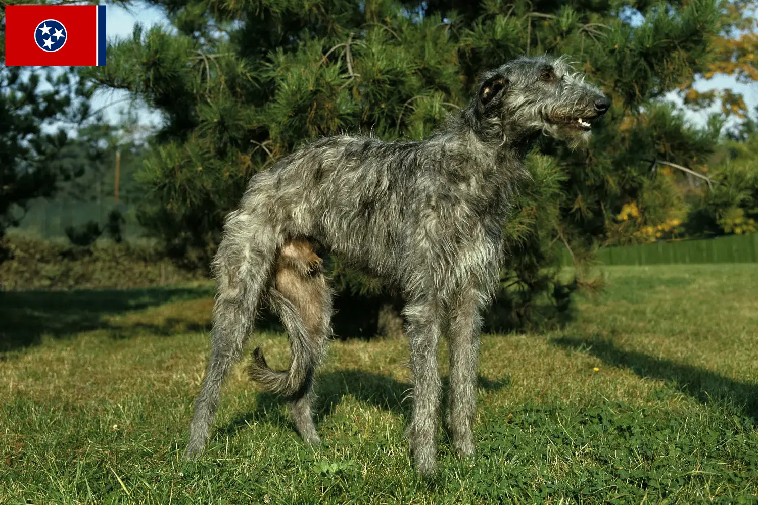 Deerhound puppies and breeders Tennessee Find Deerhounds breeders in Tennessee.