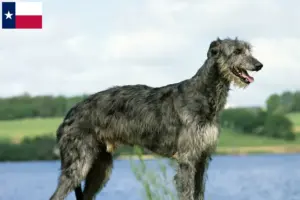 Read more about the article Deerhound breeders and puppies in Texas