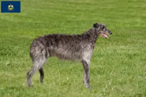 Read more about the article Deerhound breeders and puppies in Vermont