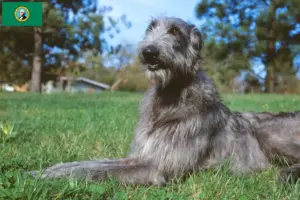 Read more about the article Deerhound breeders and puppies in Washington