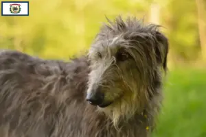 Read more about the article Deerhound breeders and puppies in West Virginia