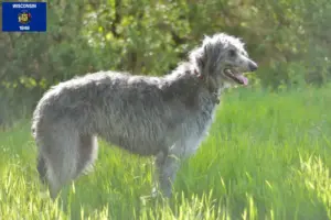 Read more about the article Deerhound breeders and puppies in Wisconsin