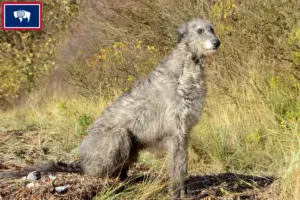 Read more about the article Deerhound breeders and puppies in Wyoming