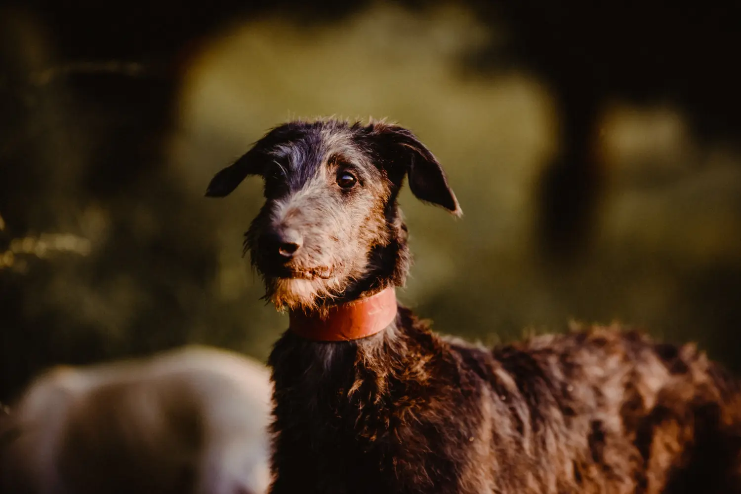 Buying a Deerhound puppy means taking responsibility! Buy Deerhound puppies.