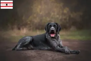 Read more about the article Deutsch Drahthaar breeders and puppies in Drenthe