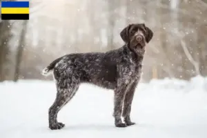 Read more about the article Deutsch Drahthaar breeders and puppies in Gelderland