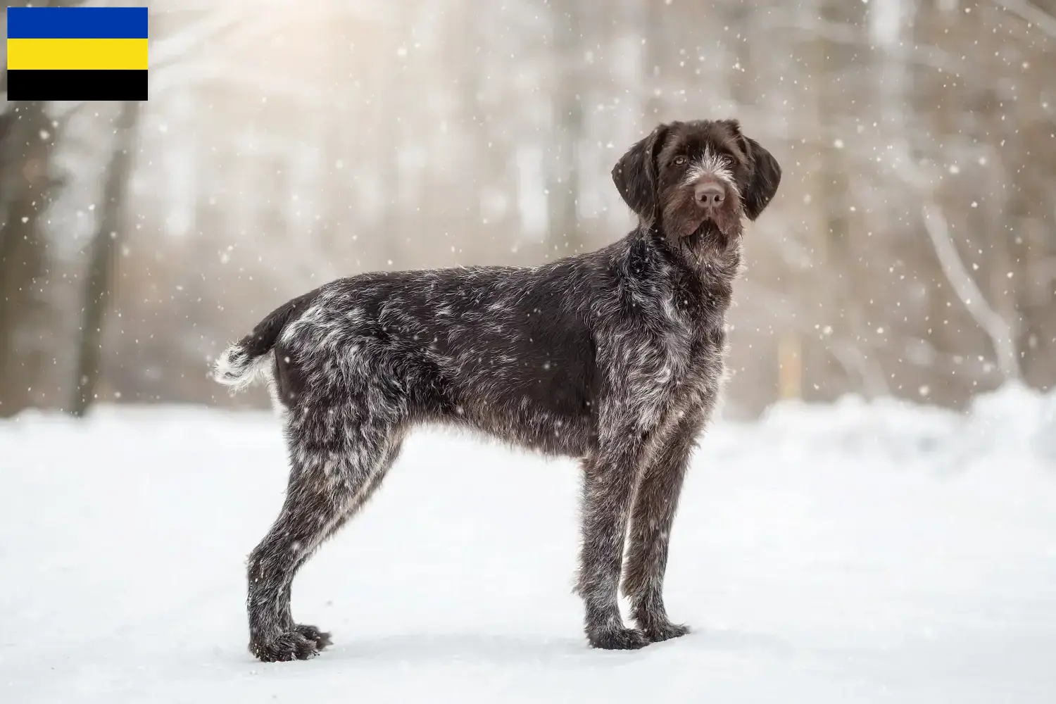 Deutsch Drahthaar puppies and breeders Gelderland Find Deutsch Drahthaar breeders in Gelderland here.