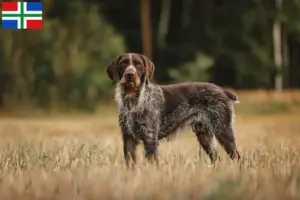 Read more about the article Deutsch Drahthaar breeders and puppies in Groningen