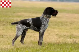 Read more about the article Deutsch Drahthaar breeders and puppies in North Brabant