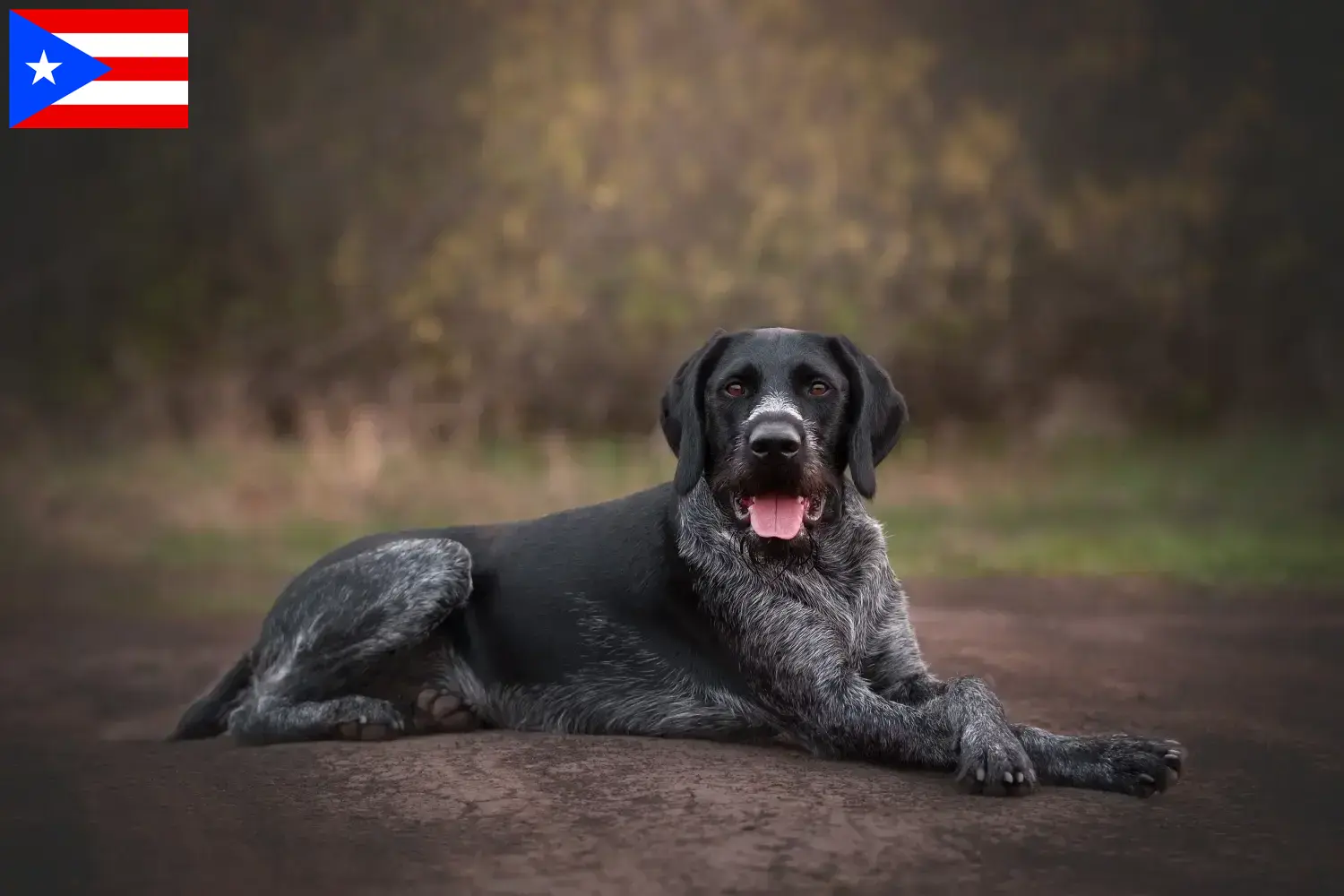 Read more about the article German Wirehair breeders and puppies in Puerto Rico
