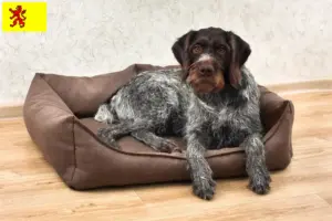 Read more about the article Deutsch Drahthaar breeders and puppies in South Holland