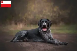 Read more about the article Deutsch Drahthaar breeders and puppies in Utrecht