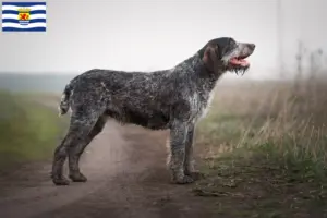 Read more about the article Deutsch Drahthaar breeders and puppies in Zeeland