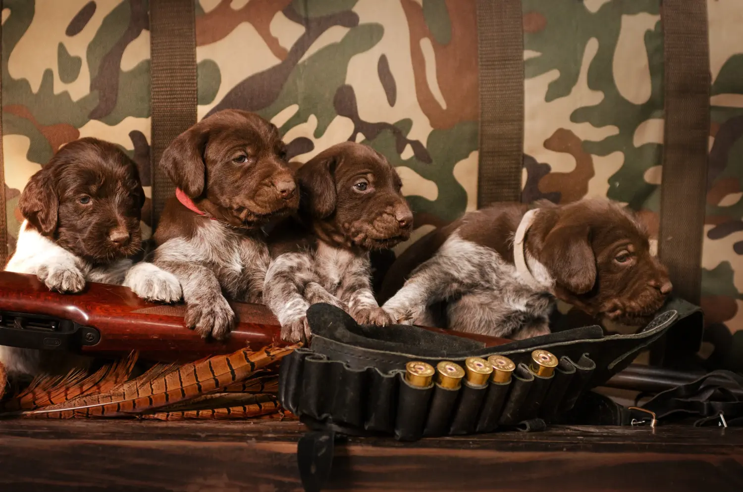 Buying a German Wirehaired puppy means taking responsibility! Buy German Wirehaired puppies.