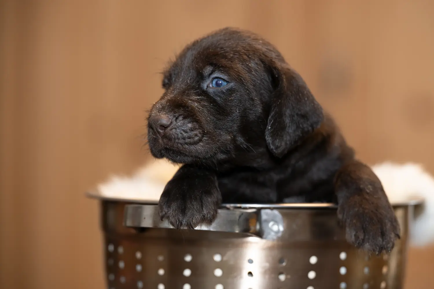 Buying a German Wirehaired puppy means taking responsibility! Buy German Wirehaired puppies.